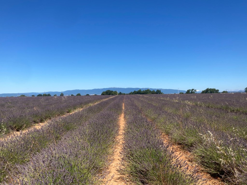 Où voir les plus beaux champs de lavande en France : cap sur le Plateau de&nbsp;Valensole